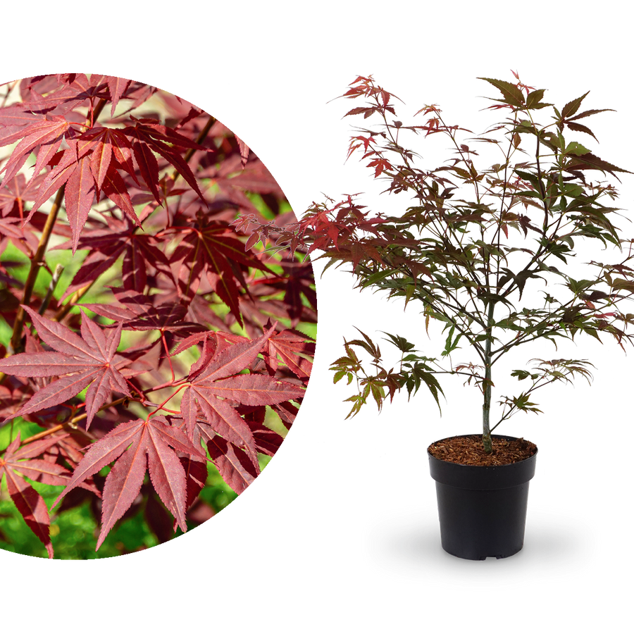 Fächer-Ahorn 'Atropurpureum'