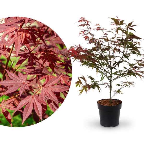roter farn kaufen Roter Fächer-Ahorn 'Atropurpureum' kaufen