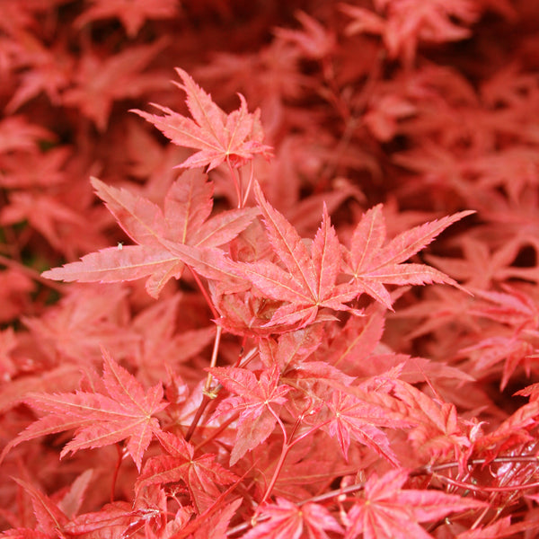 Herbstfärbung des Fächer-Ahorn 'Beni-maiko'