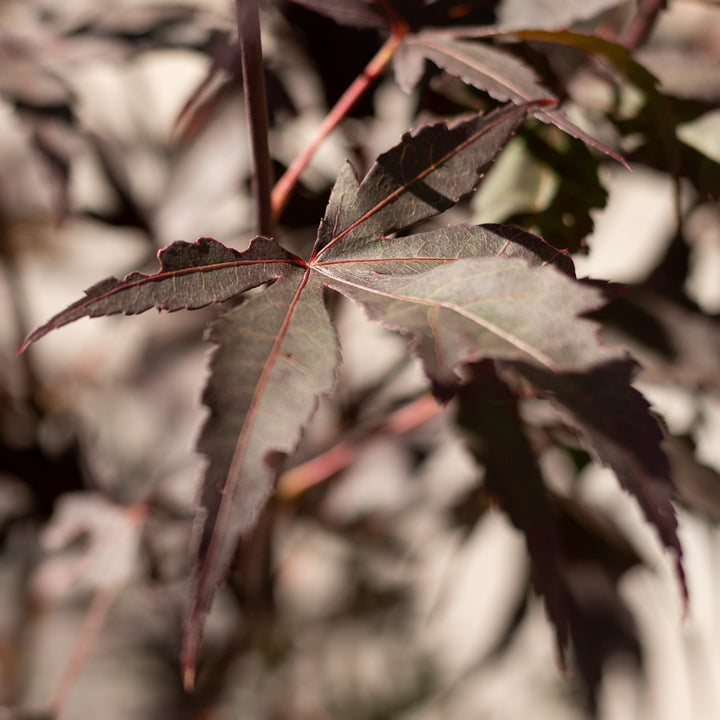 Herbstfärbung des Fächer-Ahorn 'Bloodgood'