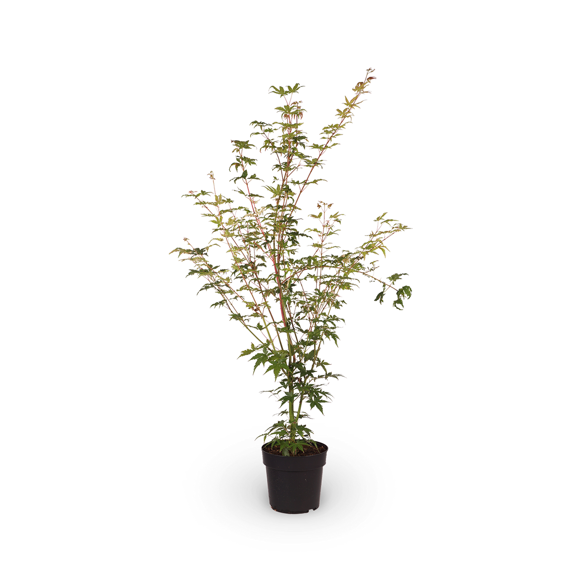 Fächerahorn 'Oridono-nishiki'