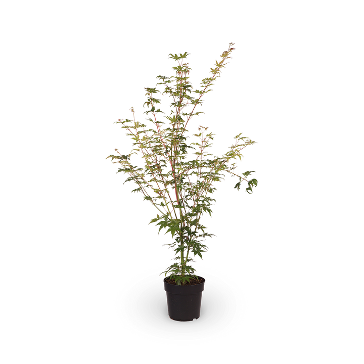 Fächerahorn 'Oridono-nishiki'