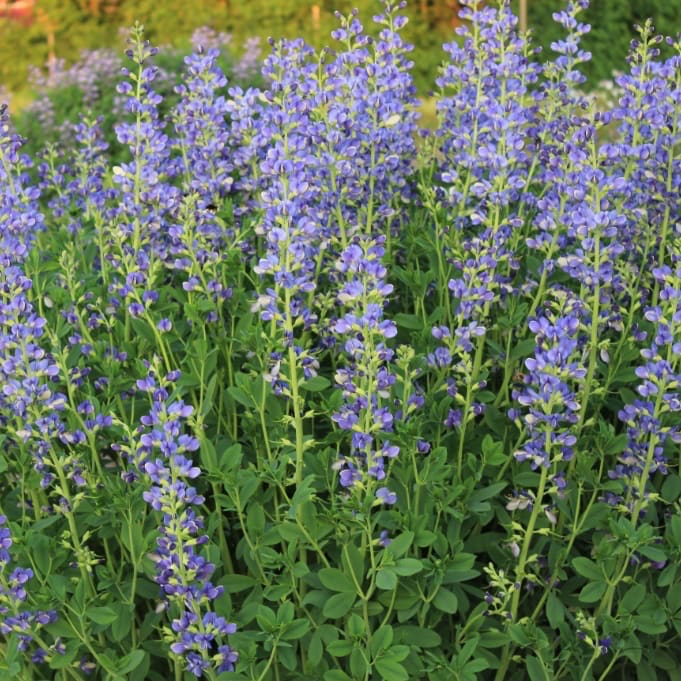 Färberhülse Blau