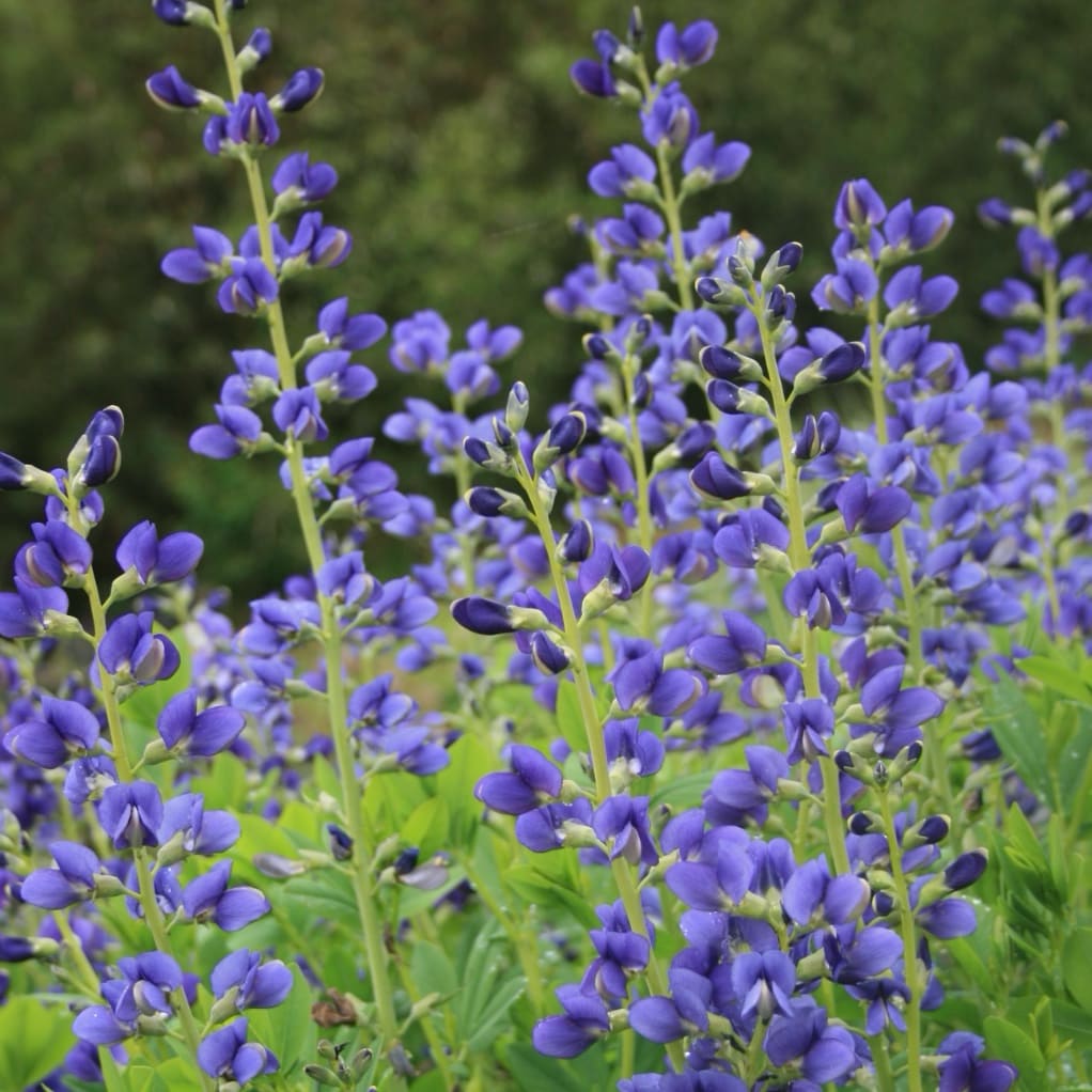 Färberhülse Blau