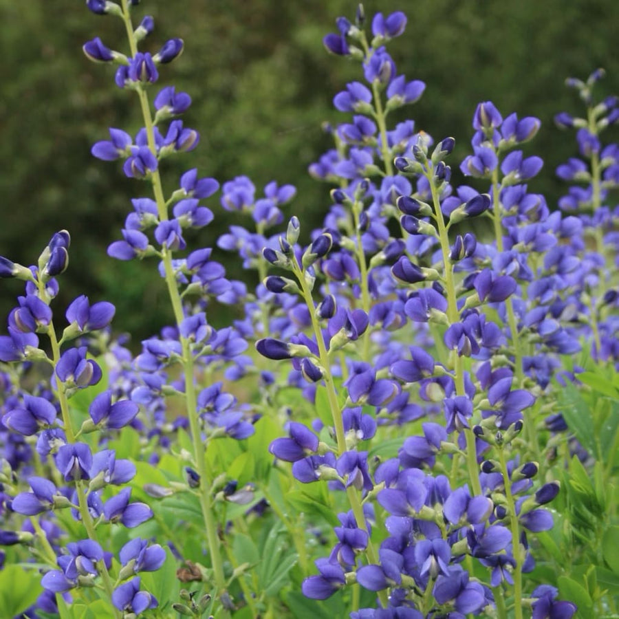 Färberhülse Blau