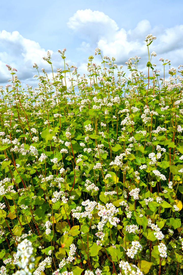 Fagopyrum esculentum 'Billy'