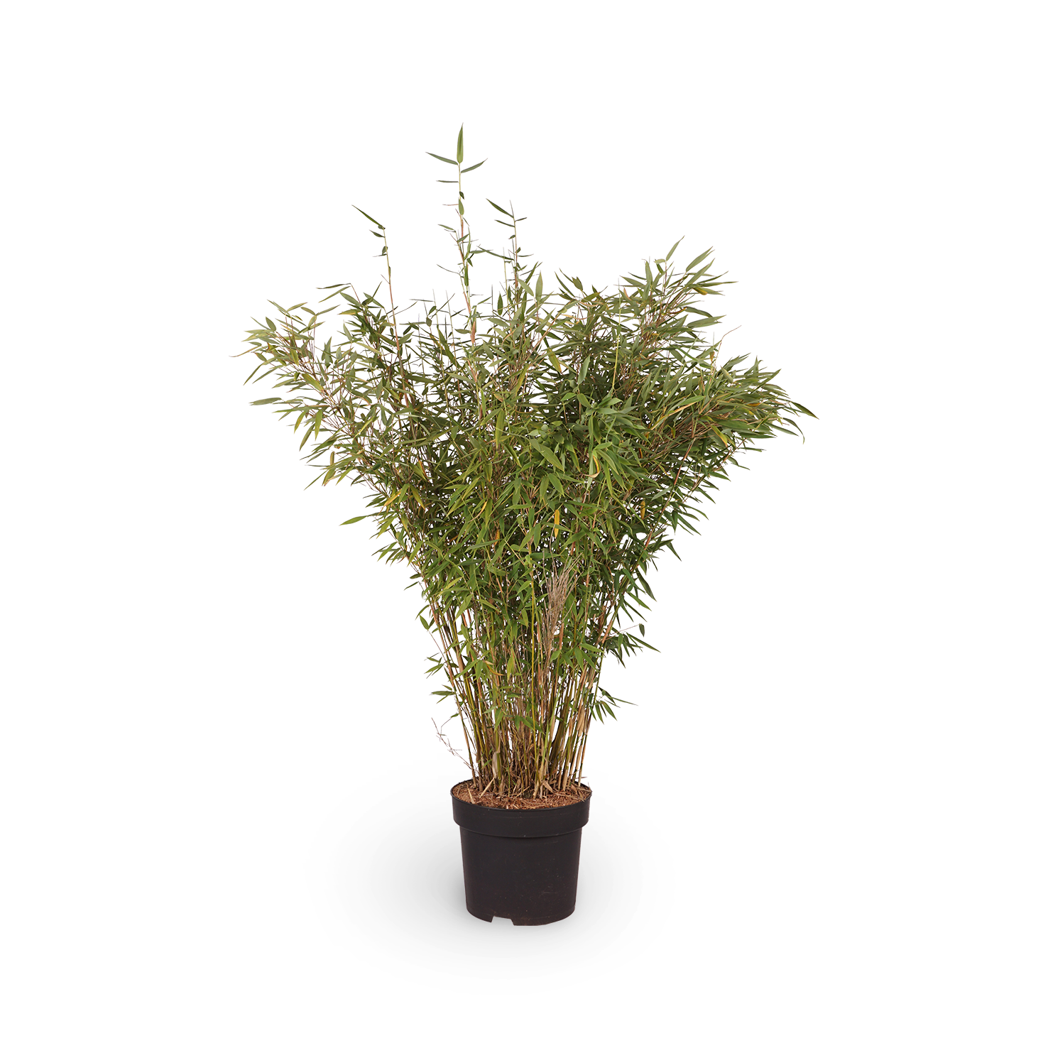 Fargesia murielae 'Panda'®