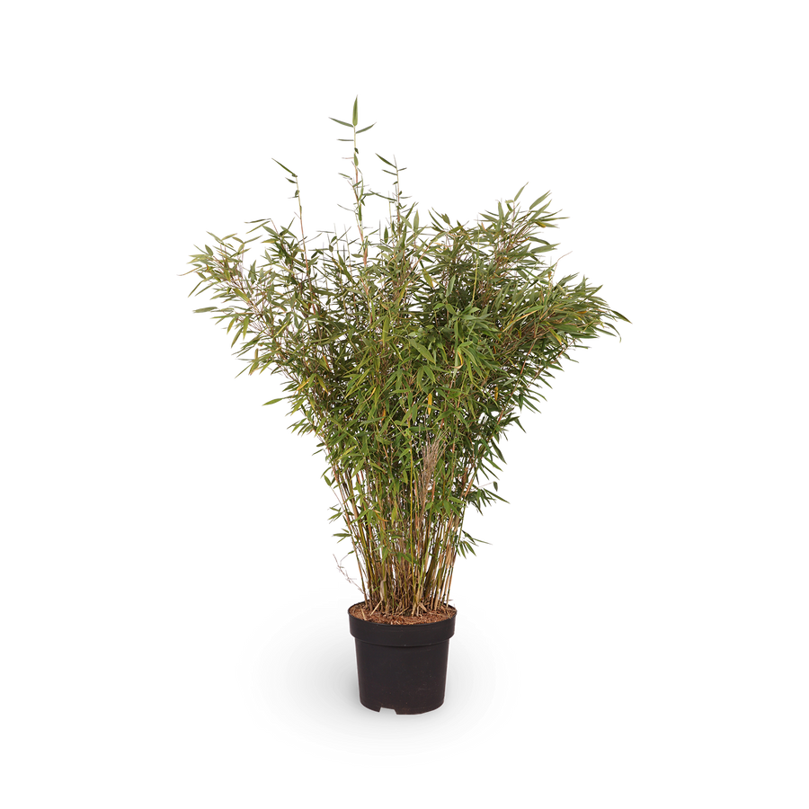 Fargesia murielae 'Panda'®