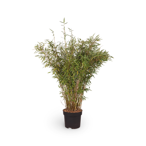 Fargesia murielae 'Panda'®
