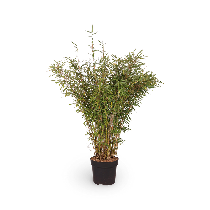 Fargesia murielae 'Panda'®