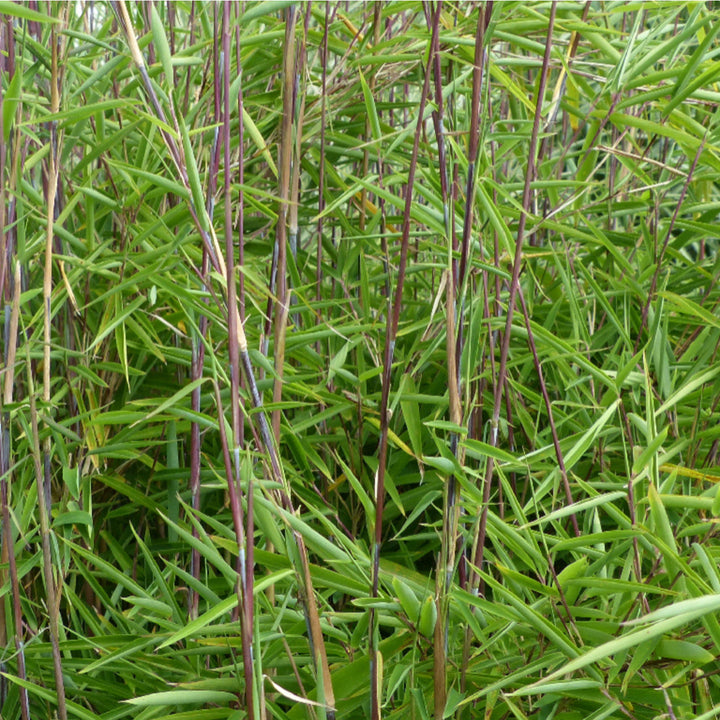 Fargesia nitidia 'Gansu'