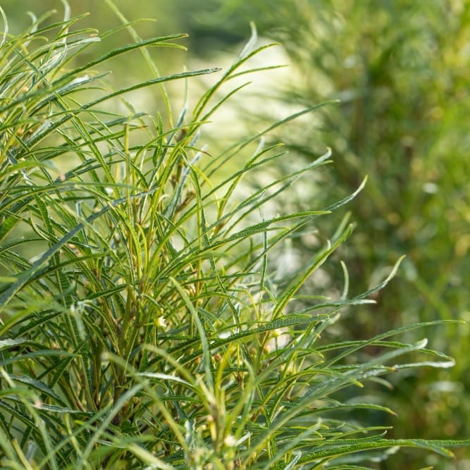 Farnblättriger Faulbaum 'Asplenifolia' Grün-Weiß