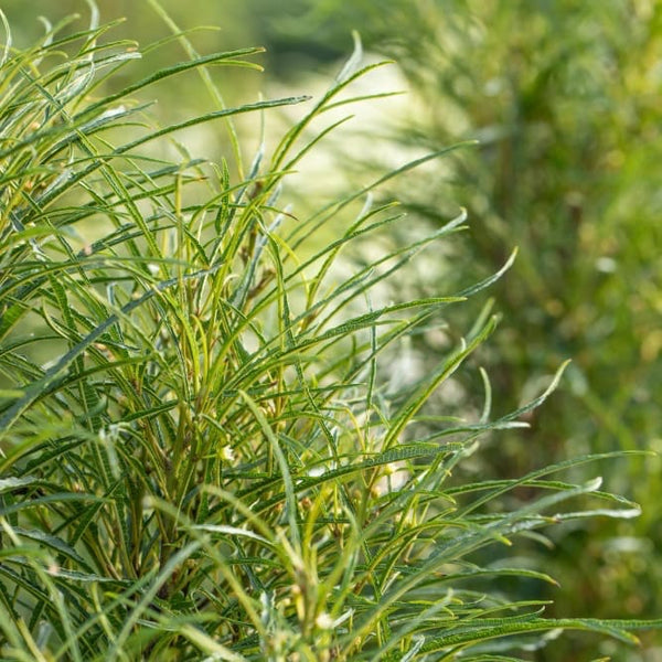 Farnblättriger Faulbaum 'Asplenifolia' Grün-Weiß – Plantura