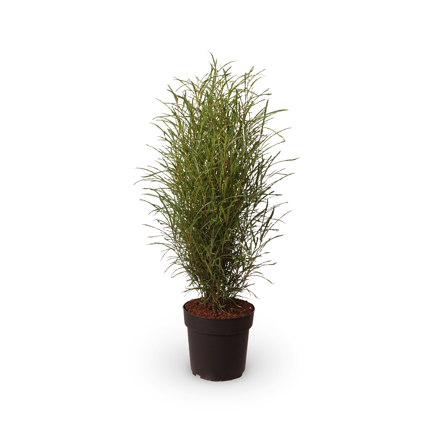 Farnblättriger Säulen-Faulbaum 'Fine Line'®