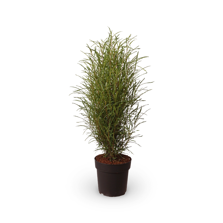 Farnblättriger Säulen-Faulbaum 'Fine Line'®