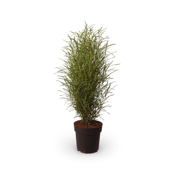 Farnblättriger Säulen-Faulbaum 'Fine Line'®