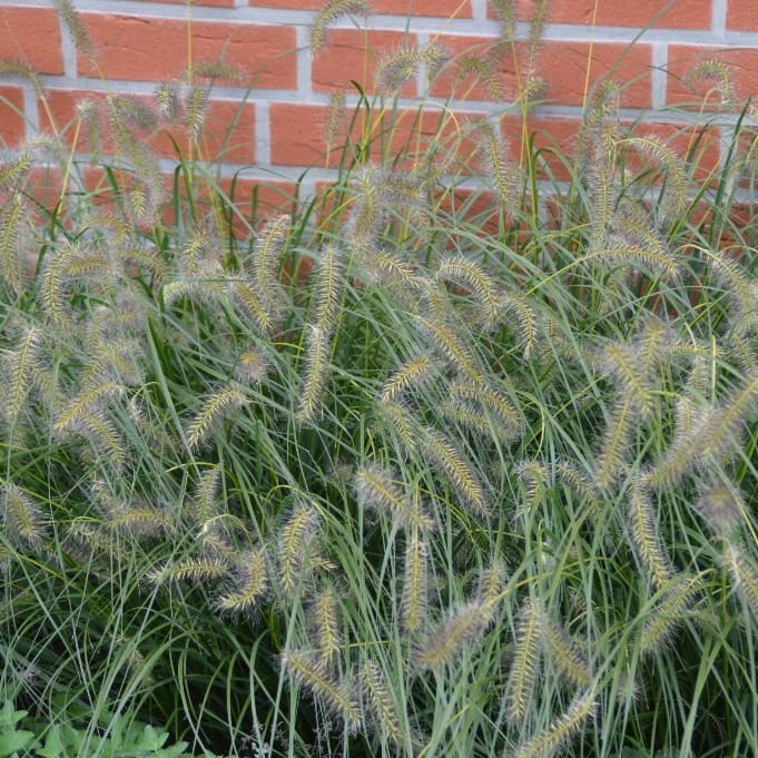 Federborstengras 'Goldstrich'
