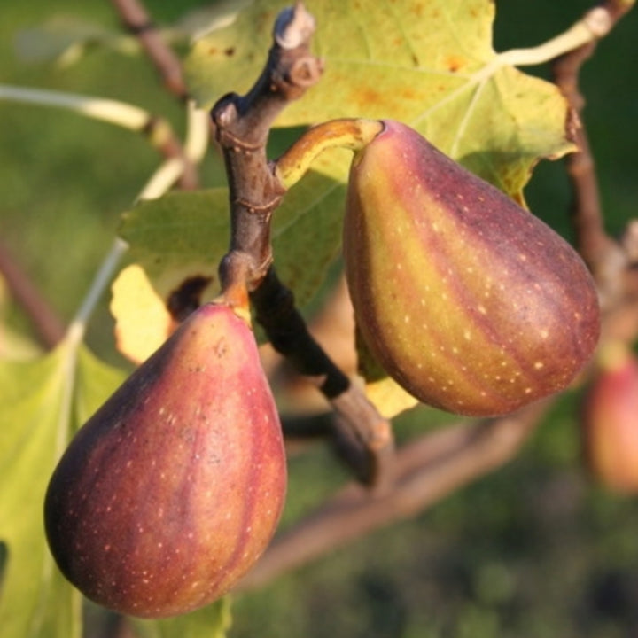 Feige Gustis® Twotimer® - Fruchtige Frische für Ihren Garten