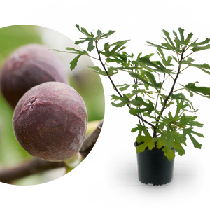 Feigenbaum ‘Little Firoma’