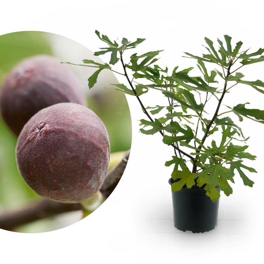 Feigenbaum 'Little Firoma'