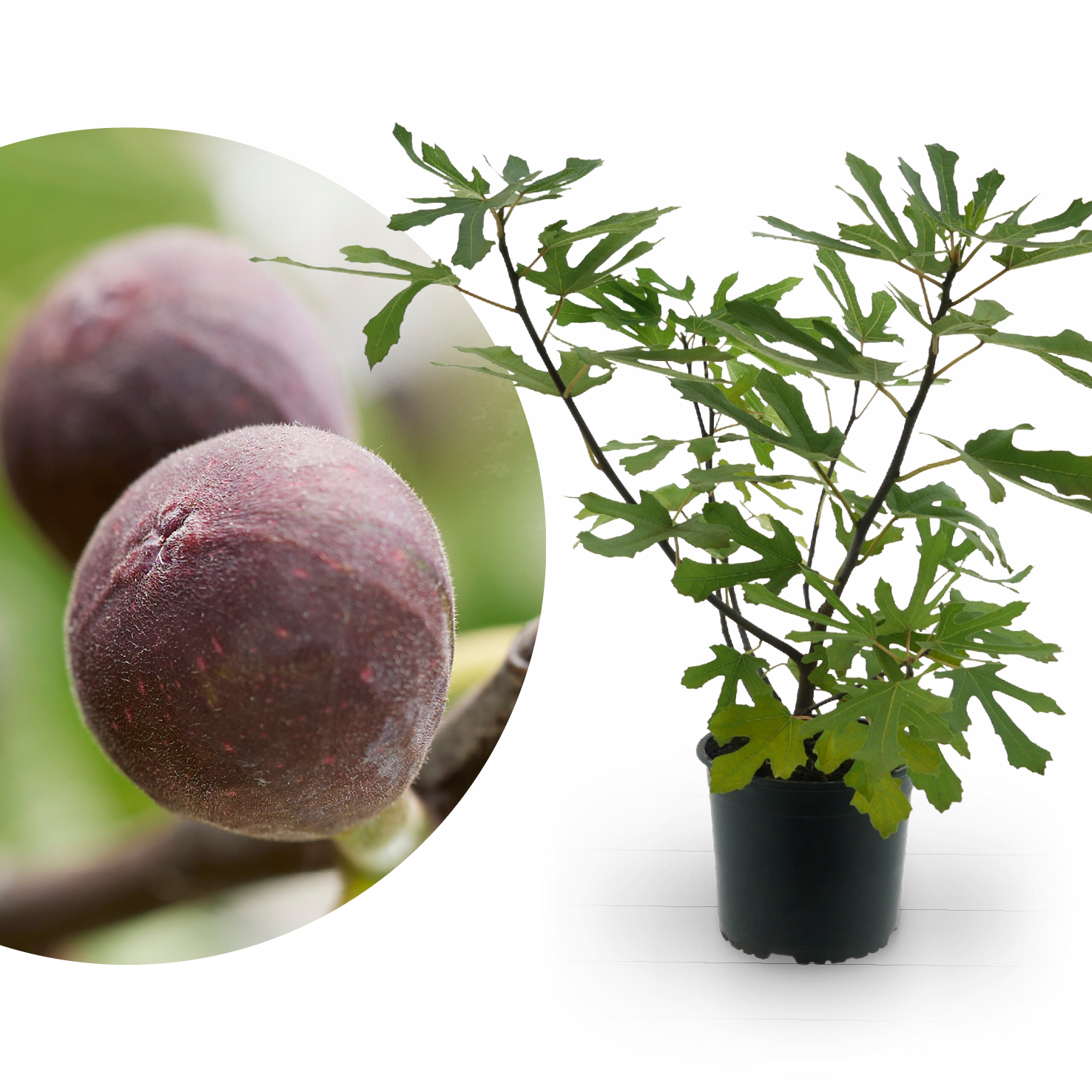Feigenbaum 'Little Firoma'