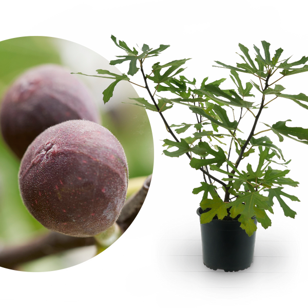Feigenbaum 'Little Firoma'