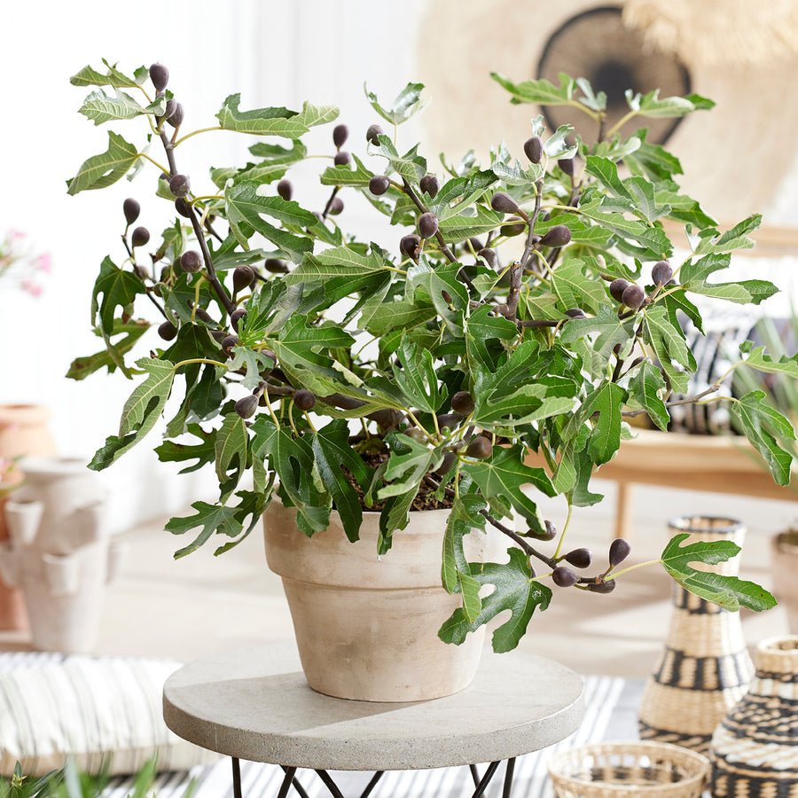 Feigen am Feigenbaum ‘Little Firoma’