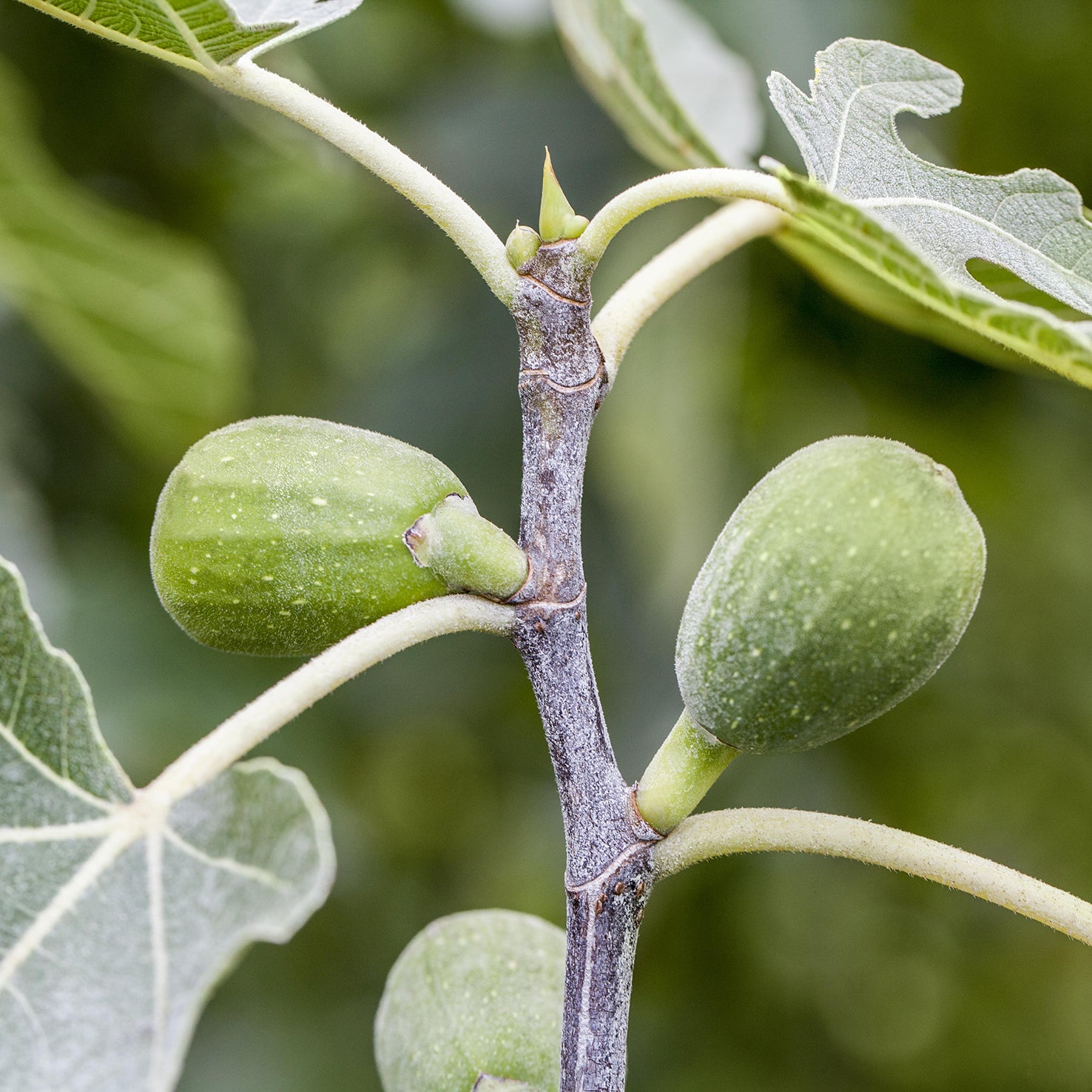 Feigenbaum 'Firoma'