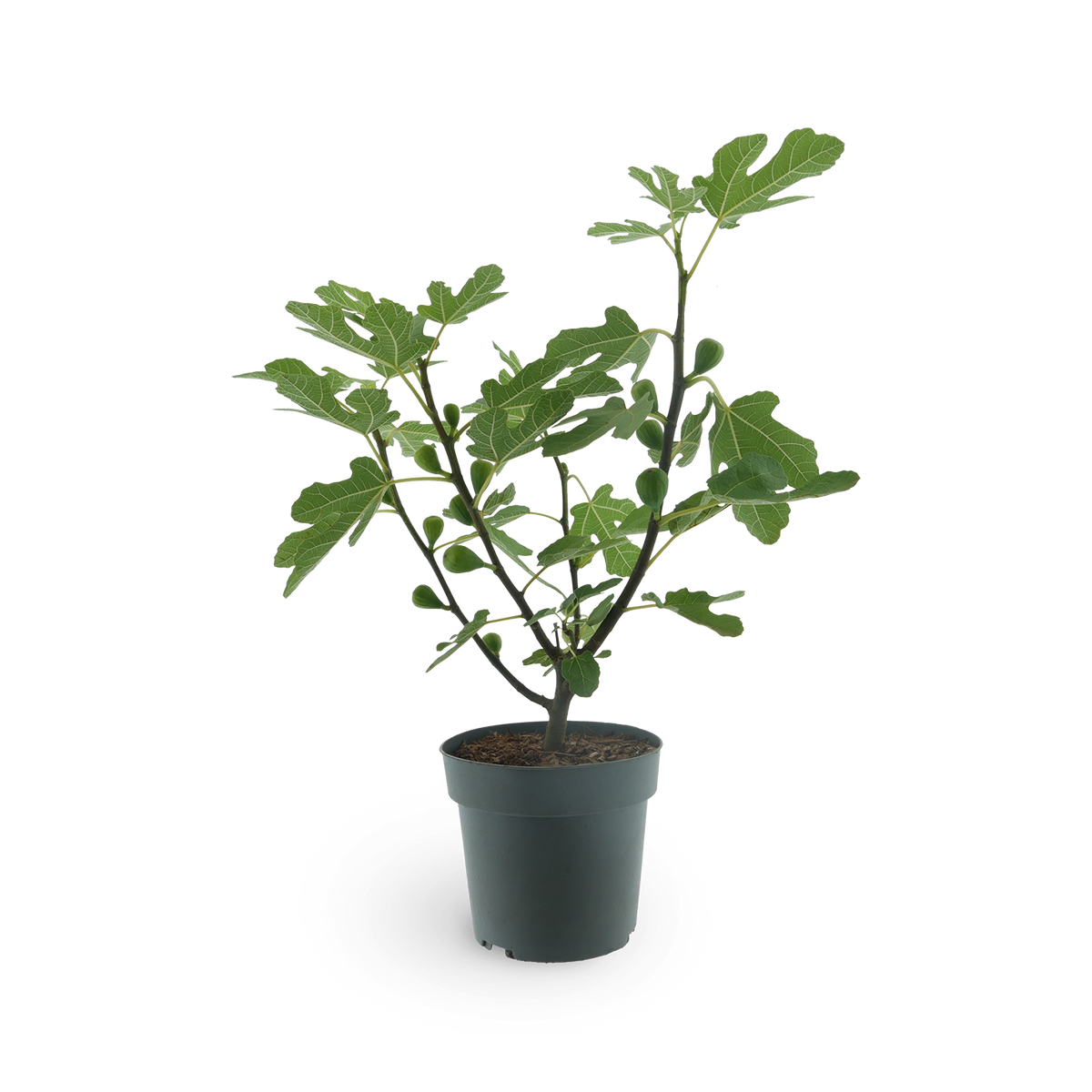 Feigenbaum 'Firoma'