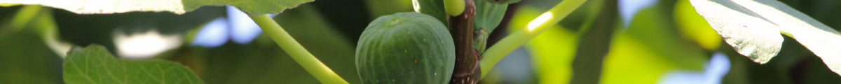 Feigenbaum