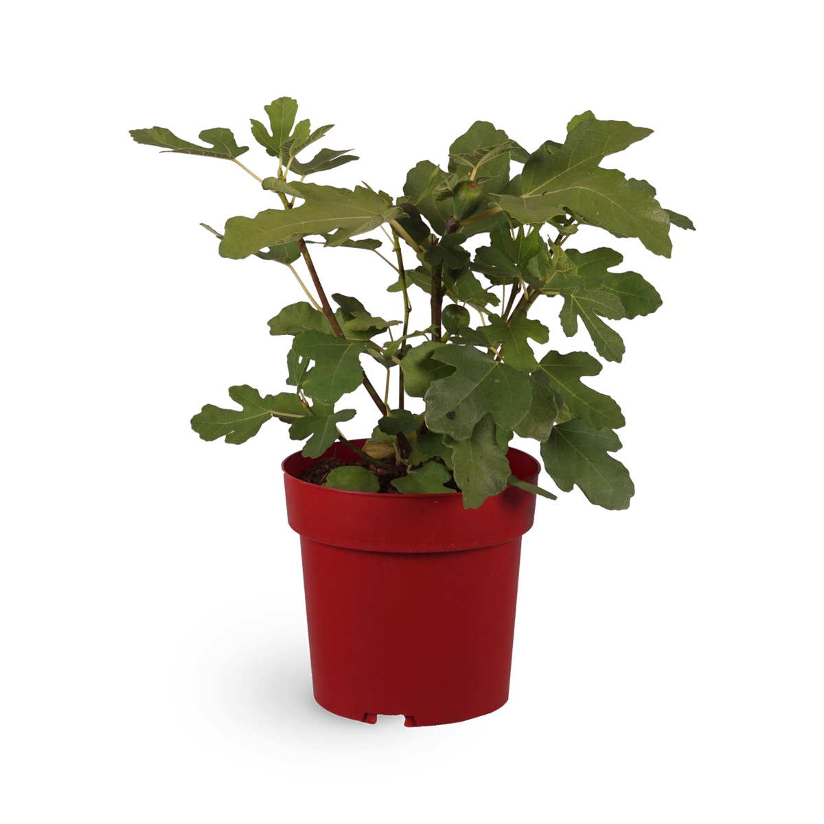 Feigenbaum 'Morena'®