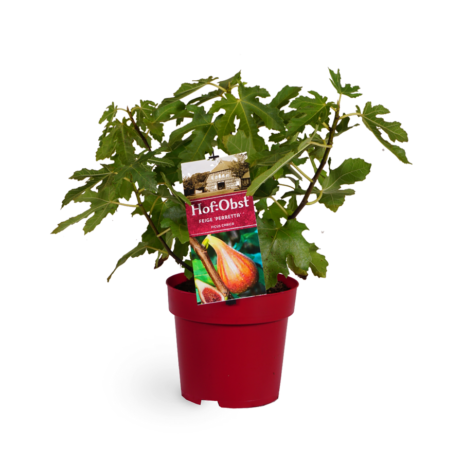 Feigenbaum 'Perretta'®