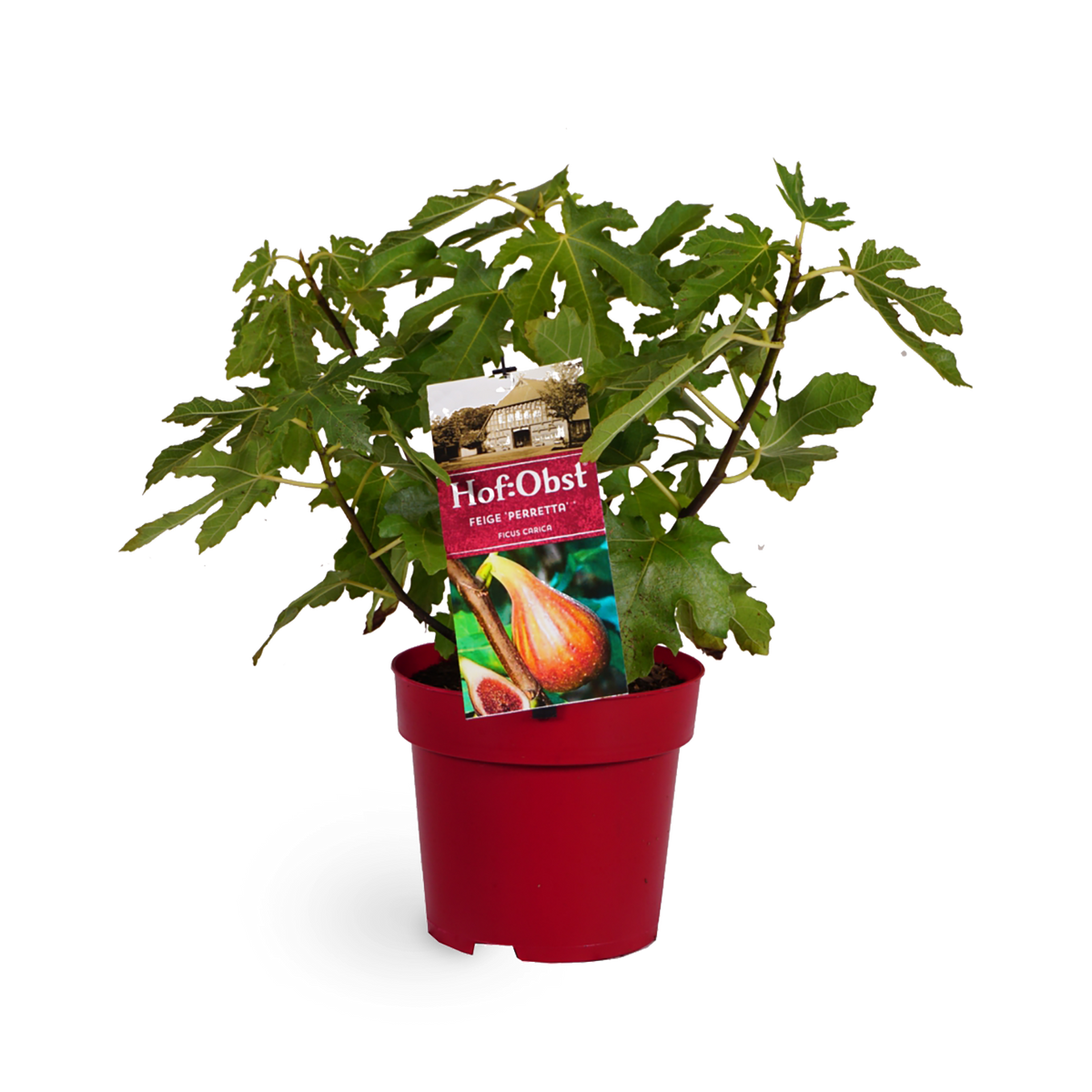 Feigenbaum 'Perretta'®