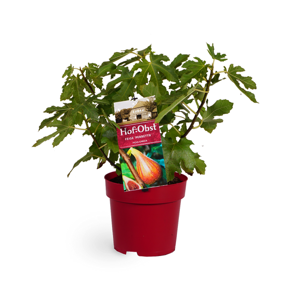 Feigenbaum 'Perretta'®