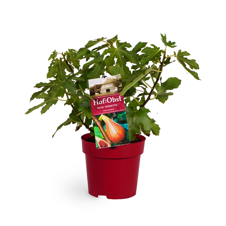Feigenbaum 'Perretta'®
