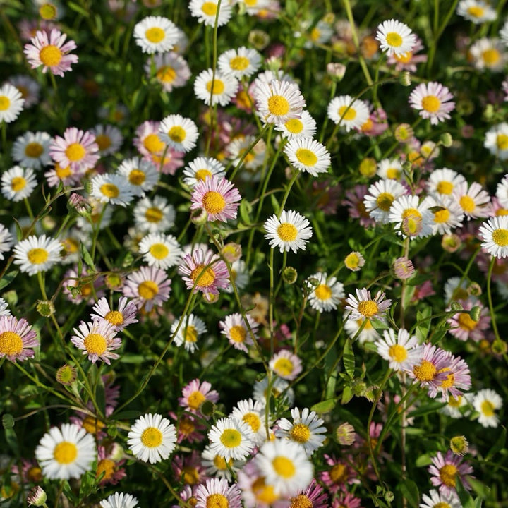 Feinstrahl 'Blütenmeer' Weiß