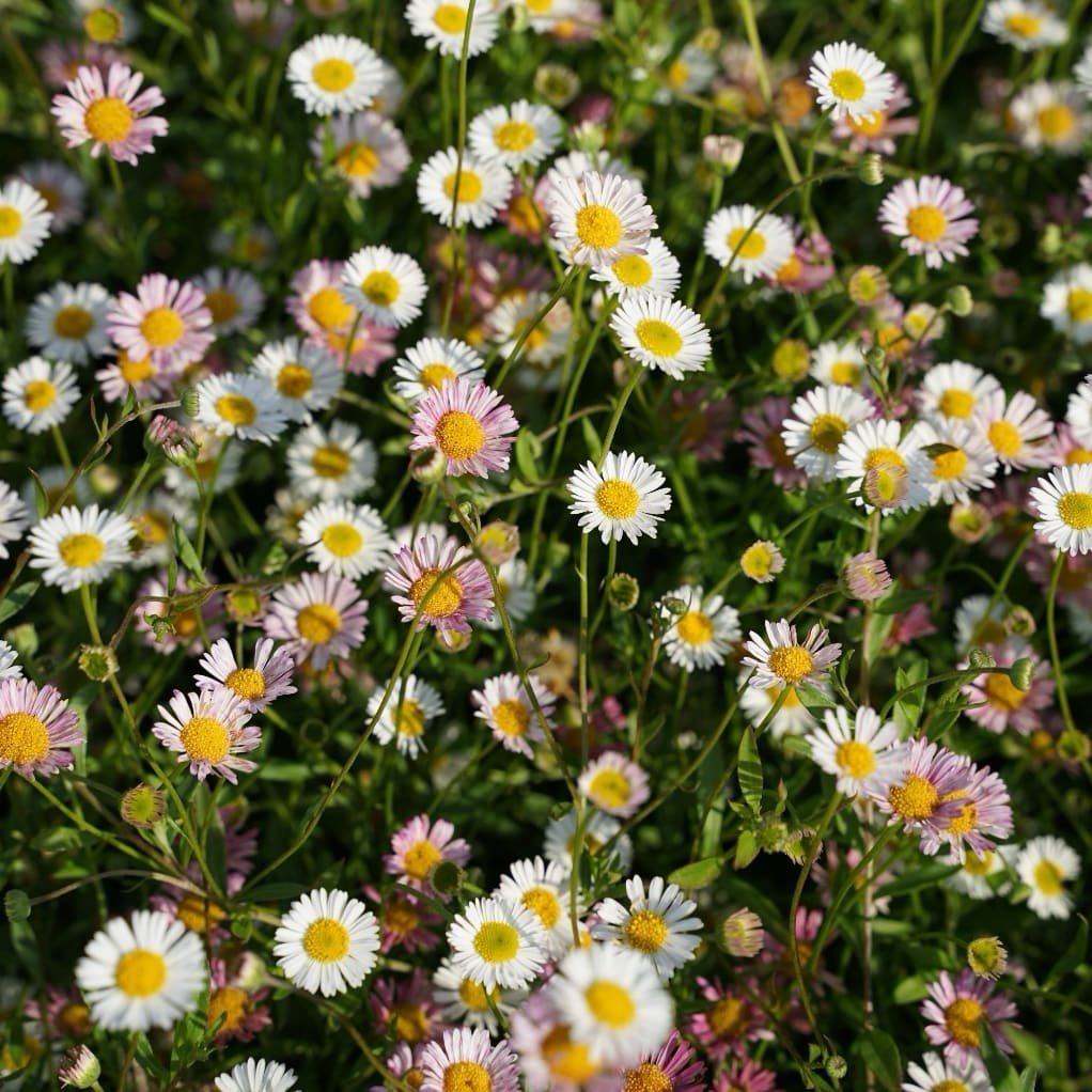 Feinstrahl 'Blütenmeer' Weiß