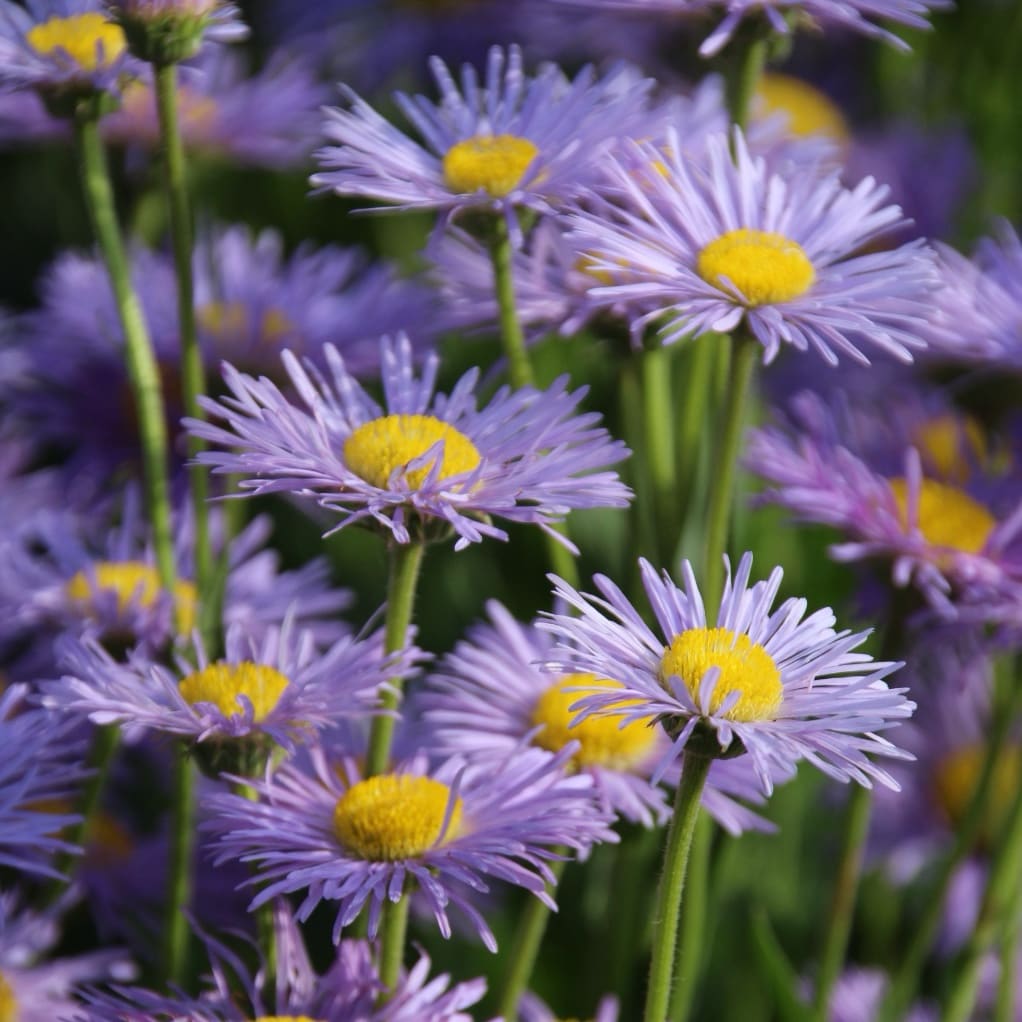 Feinstrahl 'Schöne Blaue' Violett