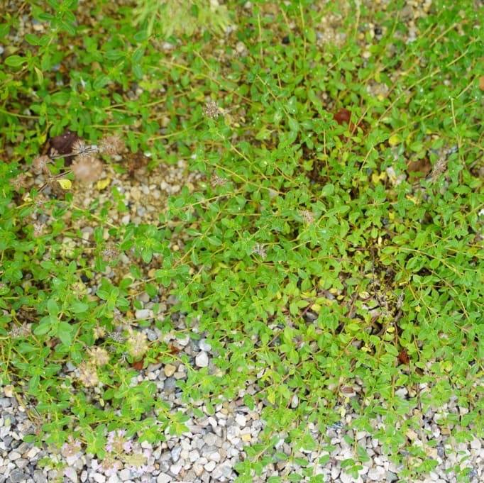 Feld-Thymian Rosa