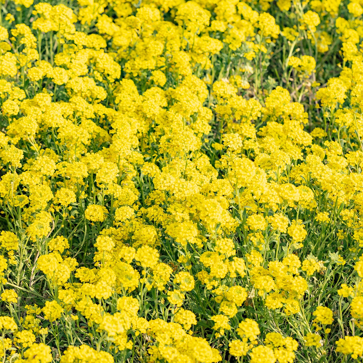 Felsen-Steinkraut 'Compactum Goldkugel' (Mehrfach-Set) – Plantura