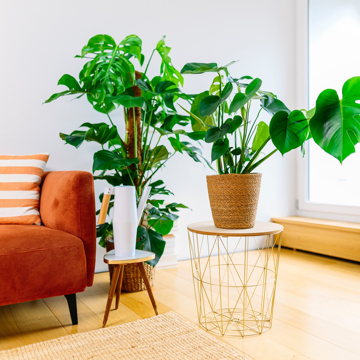 Fensterblatt im Wohnzimmer