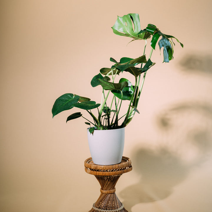 fensterblatt monstera deliciosa erfahrungsbericht Fensterblatt (Monstera deliciosa) kaufen