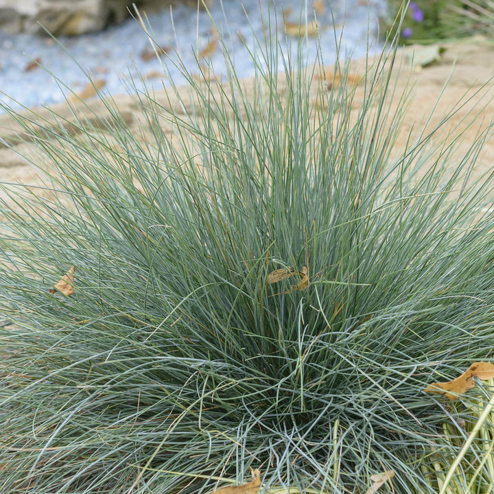 Festuca glauca 'Elijah Blue'