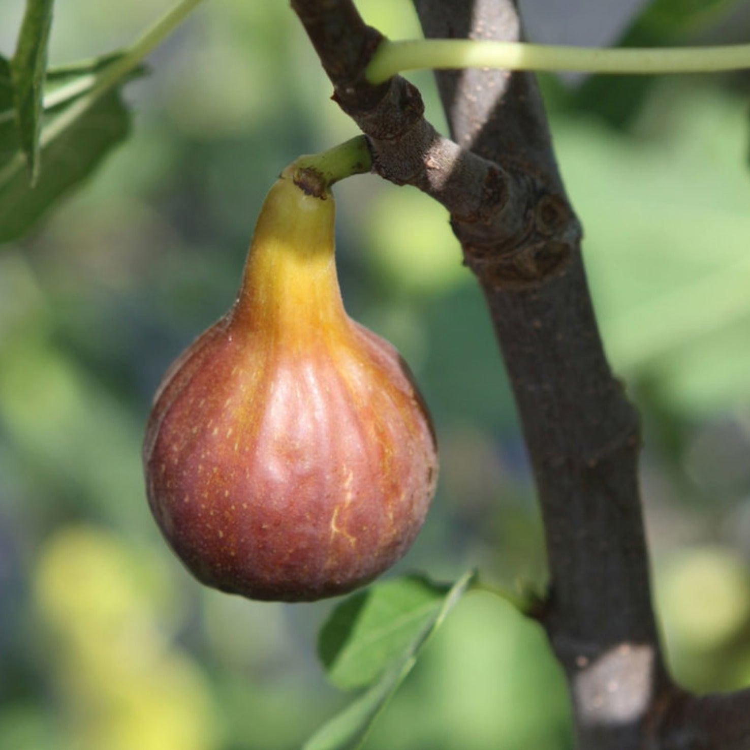 Ficus carica 'Morena'®