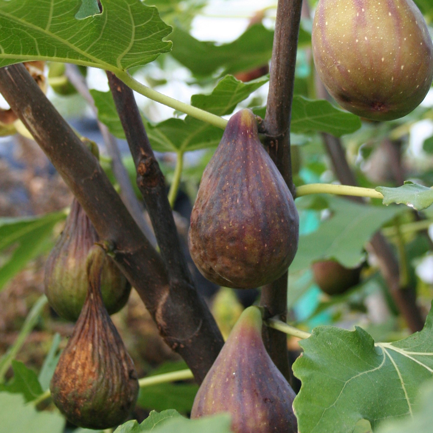 Ficus carica 'Perretta'®