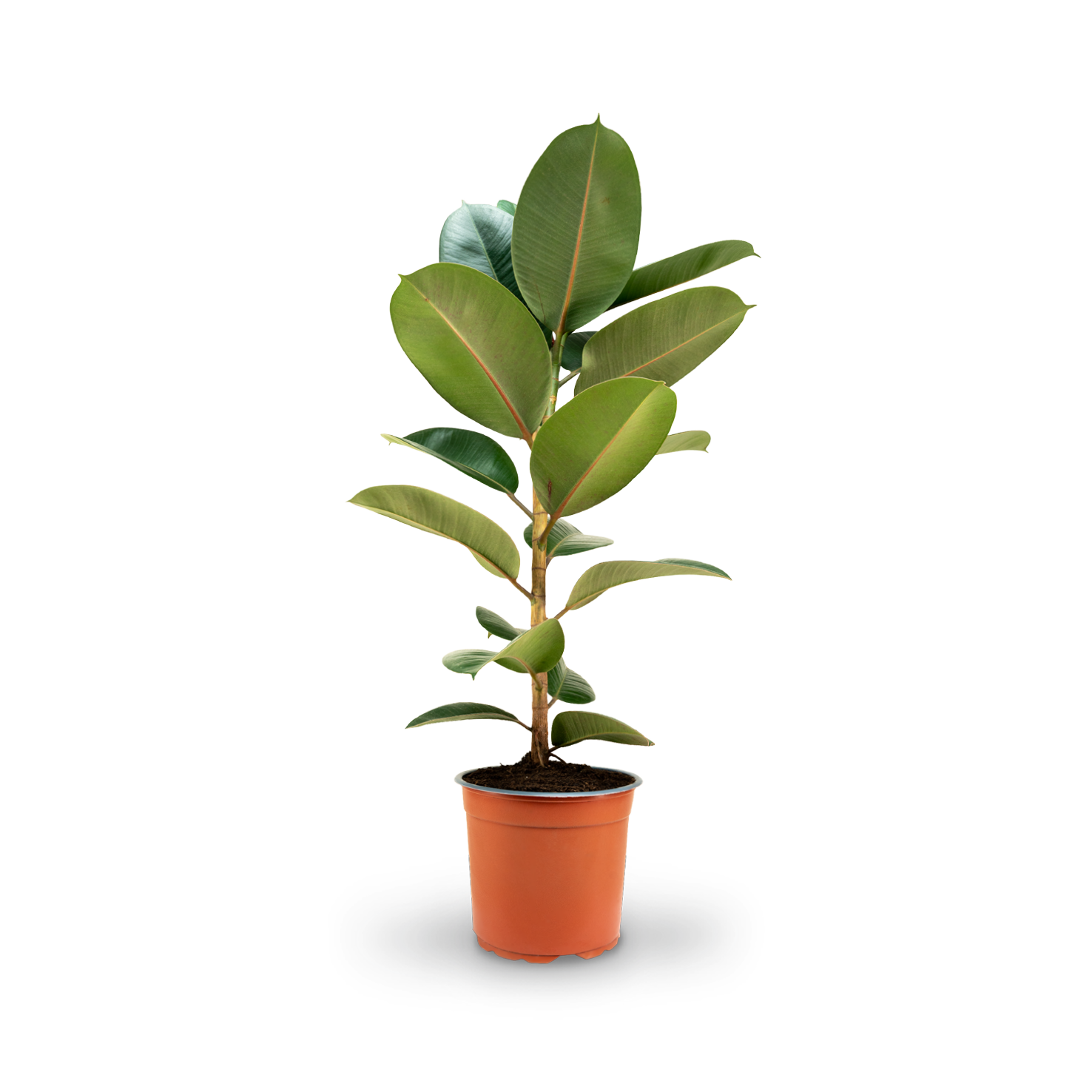 Gummibaum (Ficus elastica) 