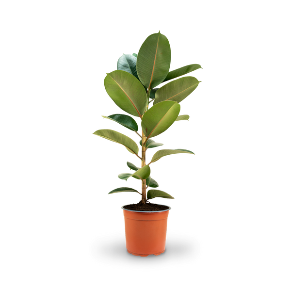 Gummibaum (Ficus elastica) 'Robusta' kaufen