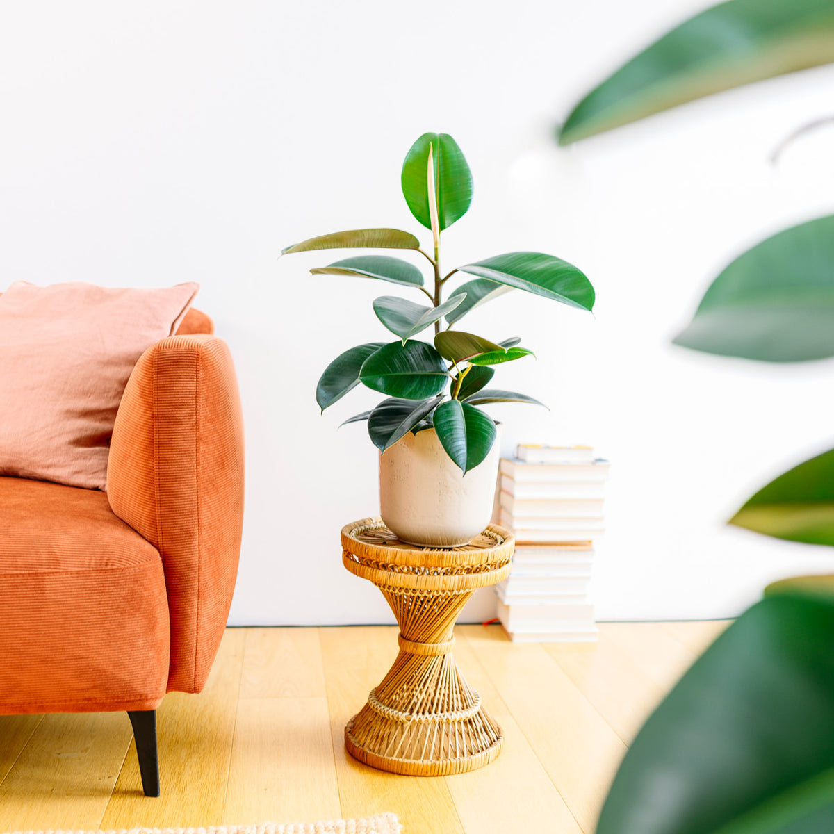 Ficus elastica 'Robusta' im Wohnzimmer