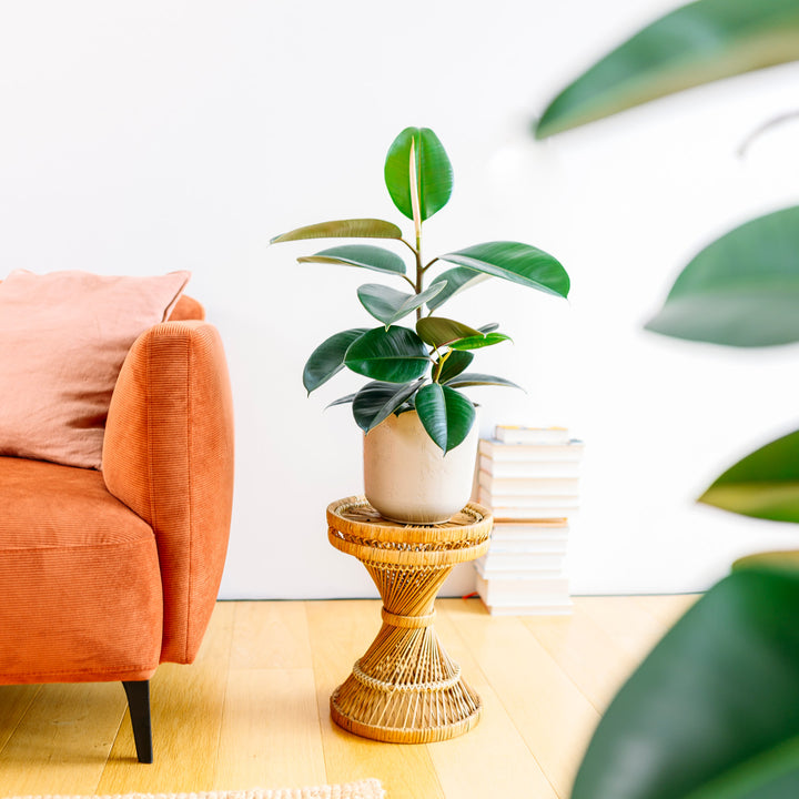 Ficus elastica 'Robusta' im Wohnzimmer