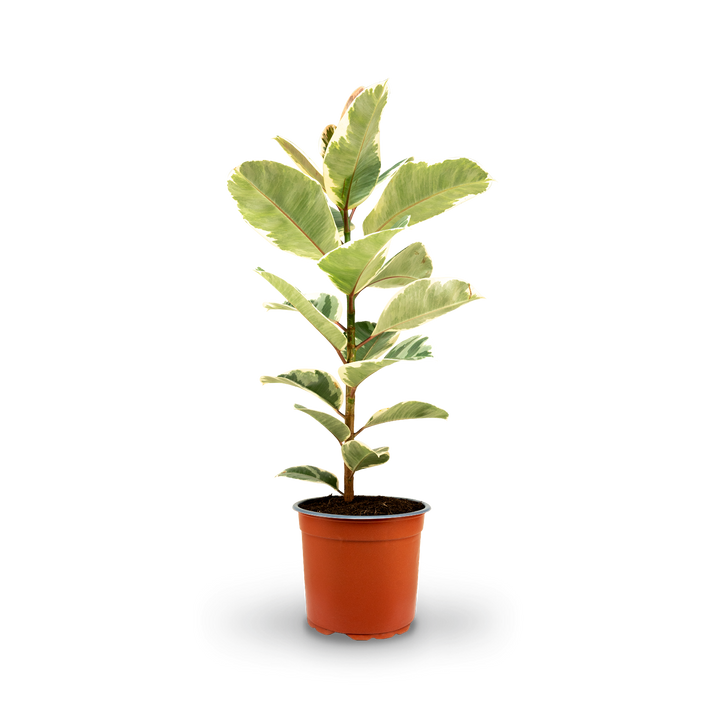 Großer Gummibaum 'Tineke' als Zimmerpflanze